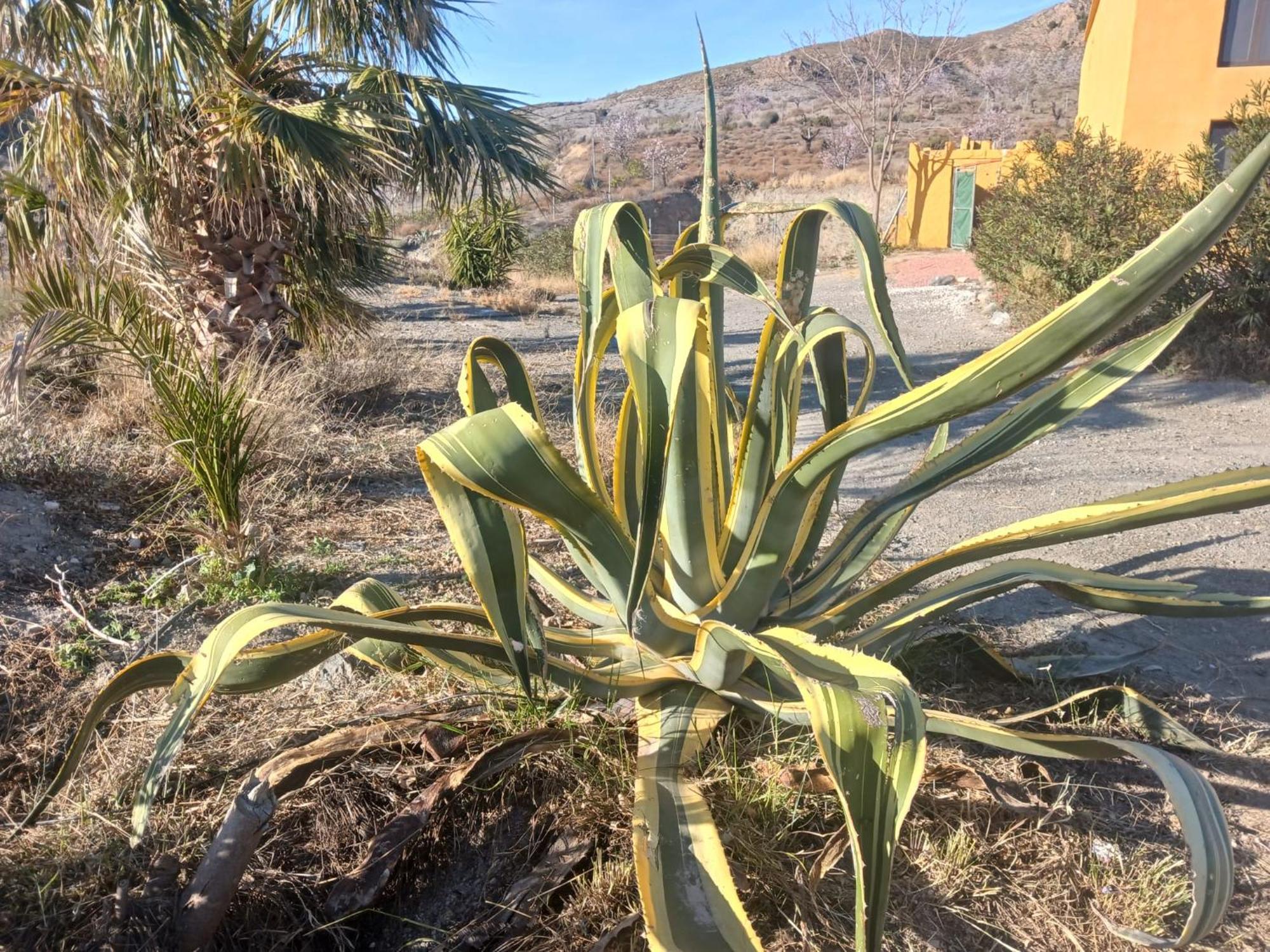 Casa Rural Los Cerezos アルボクス エクステリア 写真